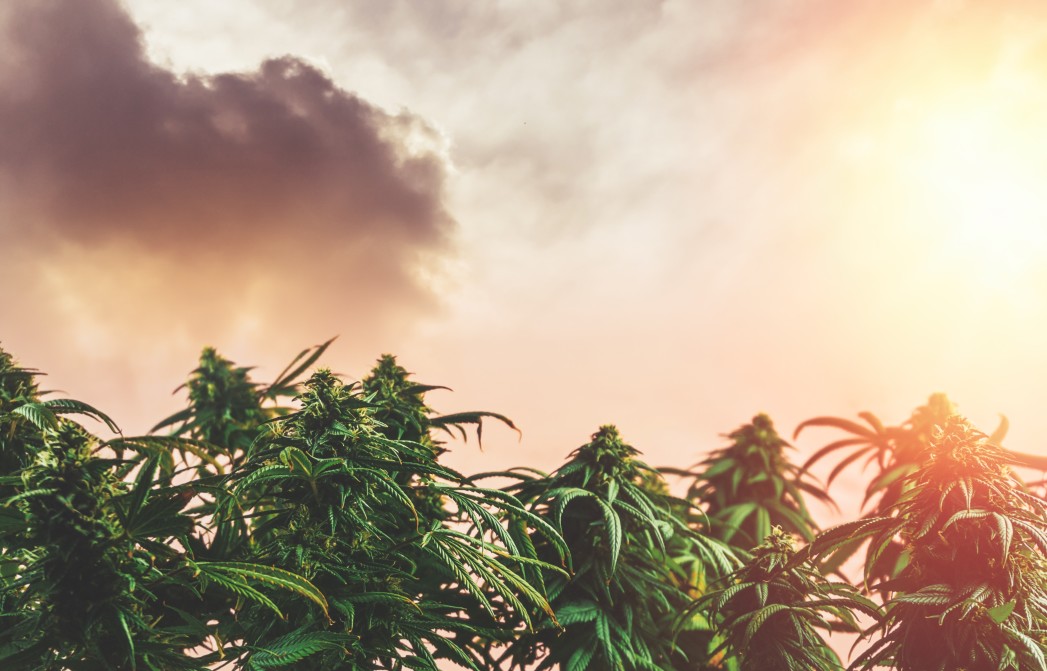 low-angle-of-medical-marijuana-cannabis-hemp-plant-against-sky-at-sunset-background-oil-bud-field_t20_9kG4JB
